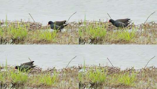 湿地水鸟黑水鸡觅食实拍高清在线视频素材下载