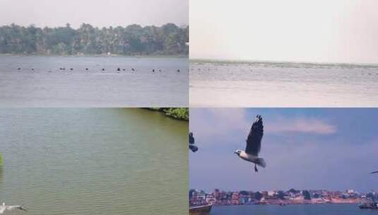 海鸥海鸟 海边沙滩 悠闲的生活高清在线视频素材下载