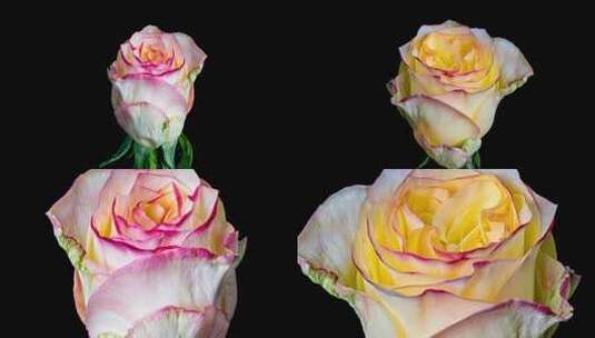 玫瑰花造型师绽放延时摄影1高清在线视频素材下载