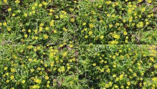 大兴安岭野生植物委陵菜高清在线视频素材下载