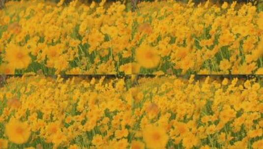 夏日阳光穿透花草手拂花朵高清在线视频素材下载
