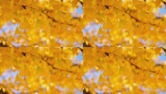 秋天金色银杏叶高清在线视频素材下载