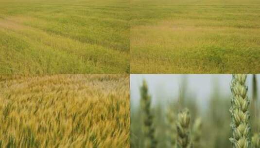 4K麦田里的小麦高清在线视频素材下载