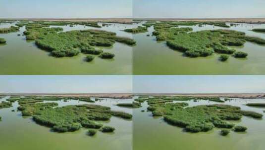 航拍宁夏石嘴山沙湖旅游景区芦苇湿地风光高清在线视频素材下载