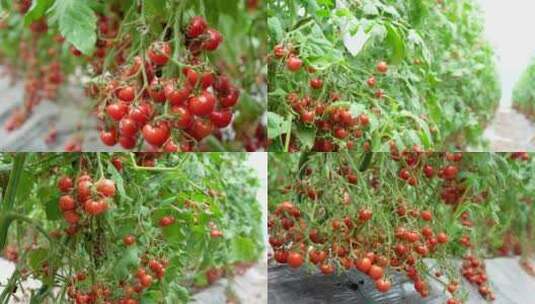 小番茄 西红柿 水果高清在线视频素材下载