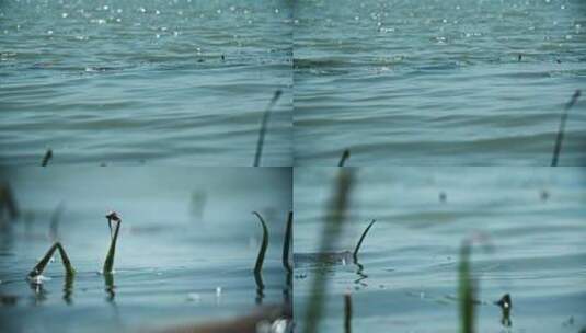 湖面水面涟漪水浪水波纹芦苇高清在线视频素材下载