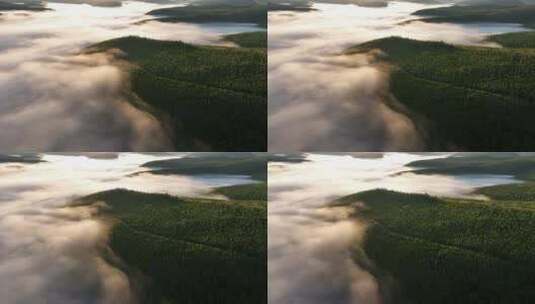 航拍云雾缭绕的阳光绿色松林高清在线视频素材下载