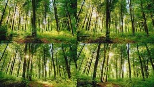 阳光下的森林唯美阳光森林树叶逆光高清在线视频素材下载