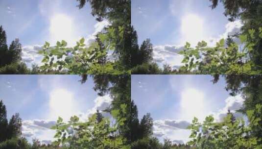 阳光树叶树木树林高清在线视频素材下载