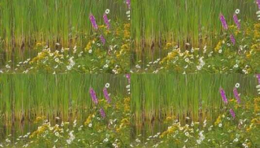 水边野花丛菖蒲叶高清在线视频素材下载