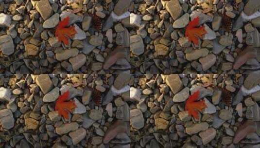 在石头上的一片红枫叶高清在线视频素材下载