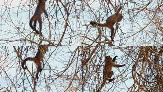 卷尾猴在树梢上爬高清在线视频素材下载