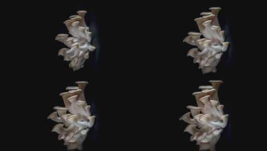 牡蛎菇的生长记录高清在线视频素材下载
