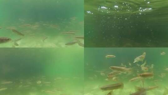 水下鱼群 水里的鱼儿 水下拍摄高清在线视频素材下载