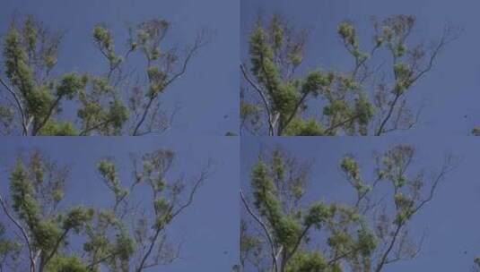 桦树蓝天高清在线视频素材下载