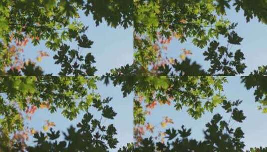 秋天发黄的树叶蓝天无云高清在线视频素材下载