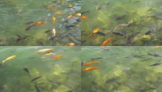 湖里游动的鱼高清在线视频素材下载
