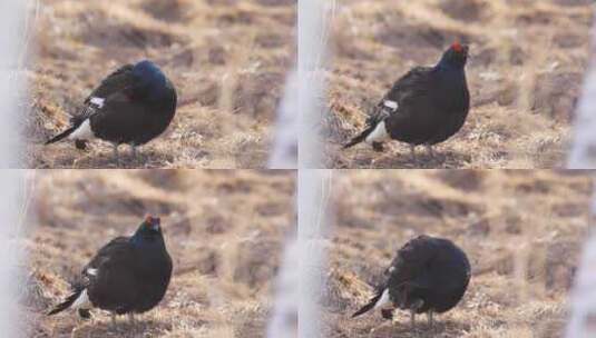 黑琴鸡 乌鸡高清在线视频素材下载