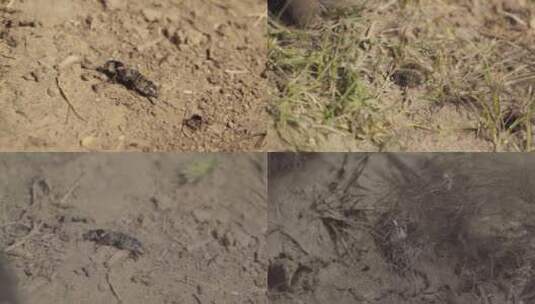 西藏草原食蝇类幼虫的隐翅虫高清在线视频素材下载