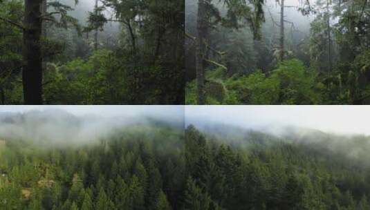 神秘森林笼罩着迷雾高清在线视频素材下载