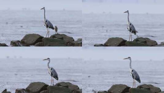 2023年11月19日拍摄深圳湾鸟类高清在线视频素材下载