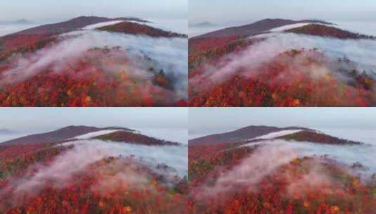 4K秋天五花山吉林东北秋景日出云海云雾逆光高清在线视频素材下载