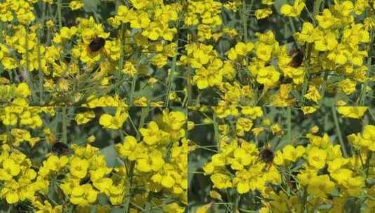 微距摄影油菜花上的采花粉的蜂高清在线视频素材下载