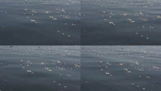 大理海菜花湖泊洱海倒影野鸭子高清在线视频素材下载