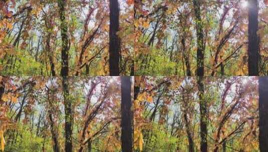 秋风中的树叶色彩斑斓高清在线视频素材下载