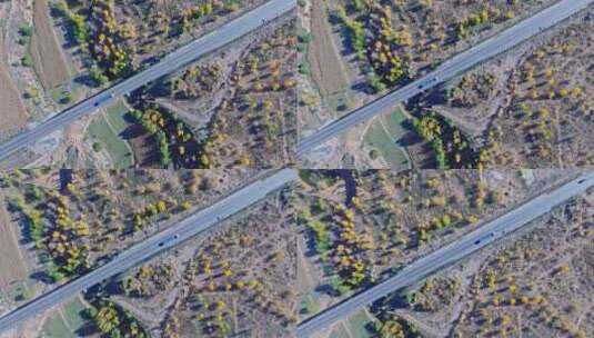 公路两边树木秋景高清在线视频素材下载