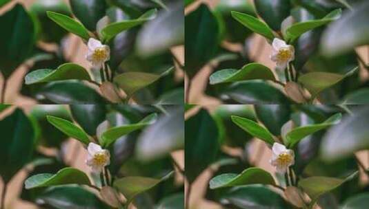 柚子花 橘子花 柑橘花 橙子花 花开延时高清在线视频素材下载