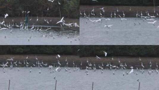 池塘、湿地里的大群白鹭高清在线视频素材下载
