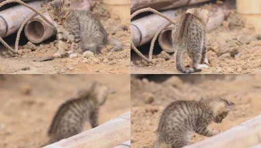 野猫抓鱼、嬉戏高清在线视频素材下载