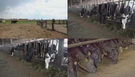 养殖奶牛现代化饲养工厂高清在线视频素材下载