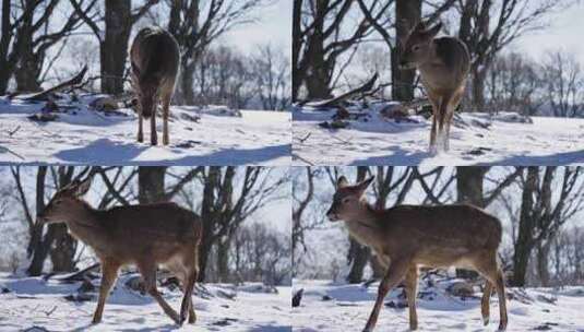 寒冷冬天野生动物鹿在雪中高清在线视频素材下载