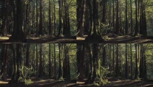 森林光影延时高清在线视频素材下载