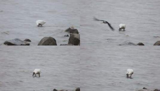 黑脸琵鹭在深圳湾公园滩涂觅食高清在线视频素材下载