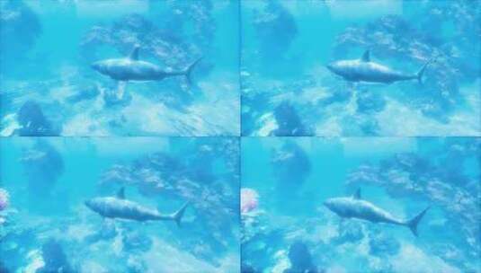在珊瑚礁附近的海洋中游泳的鲨鱼高清在线视频素材下载
