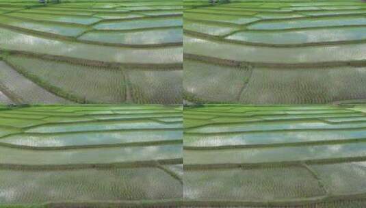 航拍美丽的水稻田高清在线视频素材下载