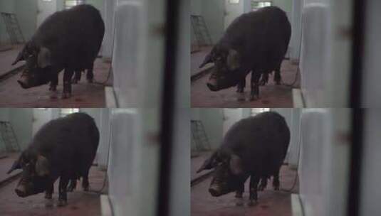 火车上的猪高清在线视频素材下载