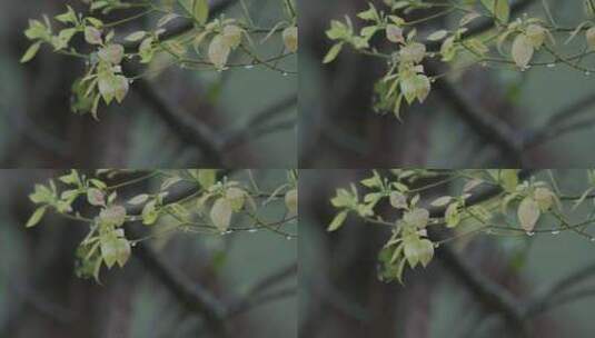 春天，嫩芽，春雨淋树叶，雨李花高清在线视频素材下载