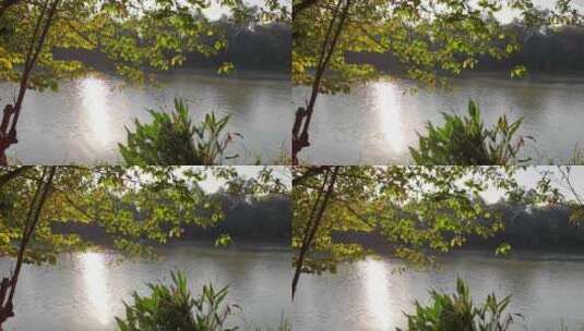 阳光洒在树林旁边的河面上高清在线视频素材下载