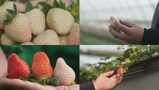 白色草莓高清在线视频素材下载