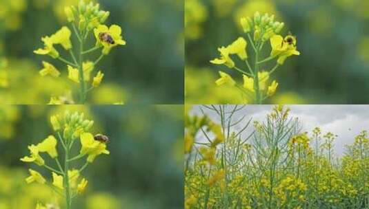 油菜花蜜蜂采蜜高清在线视频素材下载