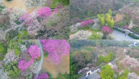 杭州植物园灵峰探梅梅花风景视频素材高清在线视频素材下载