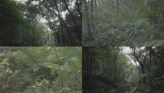 4K野生植物 高清在线视频素材下载