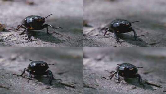 甲虫鹿在地上爬行高清在线视频素材下载