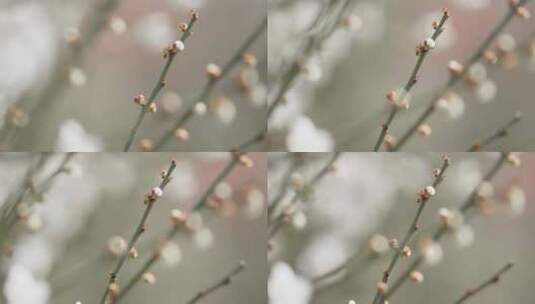 春天梅花鲜花盛开勃勃生机画面高清在线视频素材下载