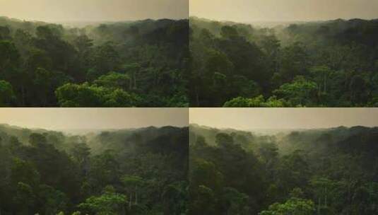 云南森林晨曦早晨晨雾航拍原始树木植被高清在线视频素材下载