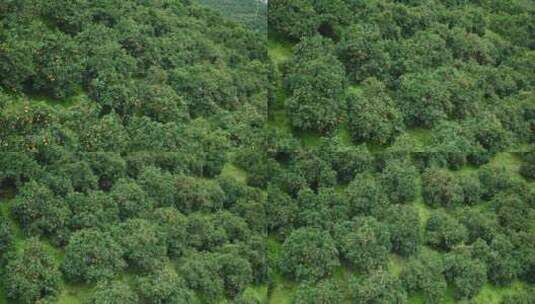 橙子果园种植基地高清在线视频素材下载